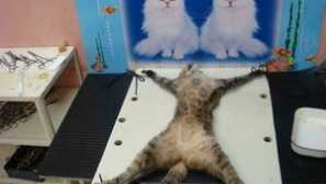 Когато е по-добре да се направи стерилизация на котките?